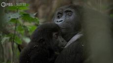 an eastern lowland gorilla mother with a baby nursing in the jungle