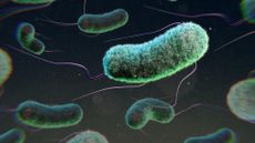 A 3d rendering of rod-shaped bacteria with tiny tails