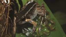 A frog sits on top of its jelly-like eggs while on a leaf.