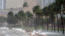 A photo of palm trees along a rough coastline being buffeted by incredibly strong winds