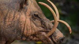 Babirusa facial tusks.