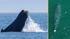 Composite image (left) picture of severed whale tail (right) aerial image of a humpback whale missing its signature tail fluke in the ocean