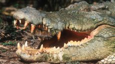 a saltwater crocodile close up with its jaws open and some blood on its teeth.