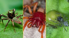 Three images of spiders together.