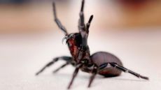 A funnel-web spider on a white surface. The background is blurred.