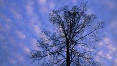 A tulip tree is silhouetted against a blue sky with some clouds