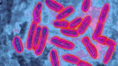 A microscope image showing pink rod-shaped bacteria against a blue background