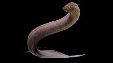 An image of a long fish that looks similar to an eel