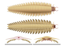 An illustration shows a top and underside view of Arthropleura, and a reconstruction of its head seen from the front. 