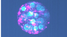 Blue and purple microscope image of a developing embryo